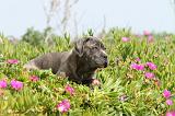 CANE CORSO 200
